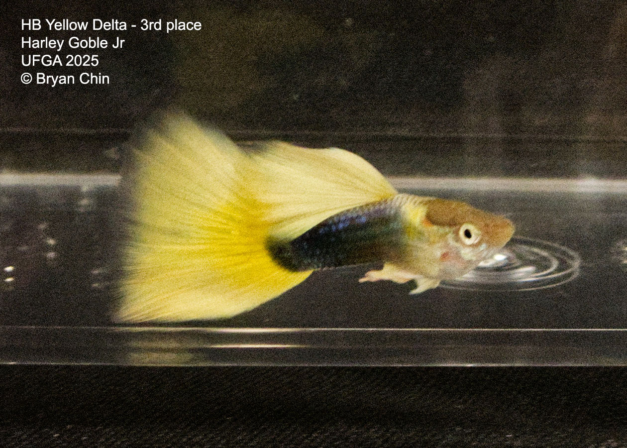 Guppy HB Yellow